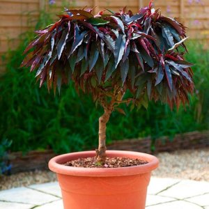 Mini broskyňa nízkokmenná (Prunus persica) ´CRIMSON BONFIRE´® , výška 60-80 cm, kont. C10L 
